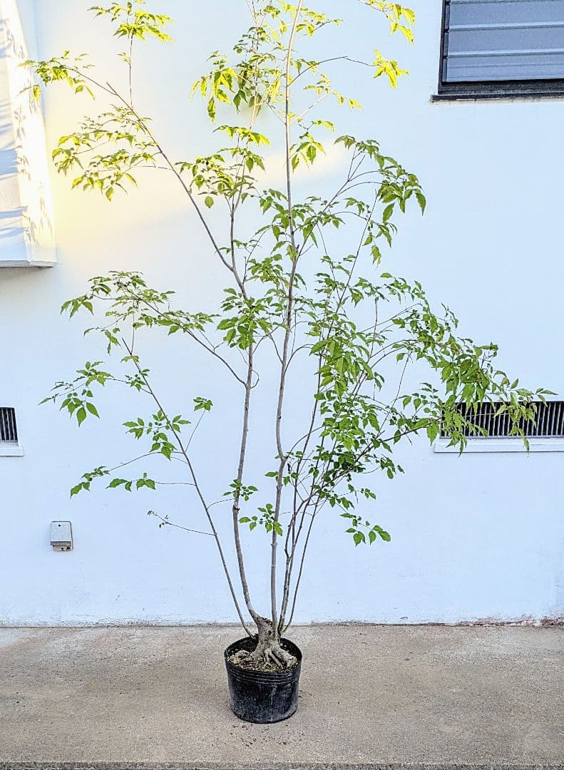 絶品。絶品。山採りアオダモ。