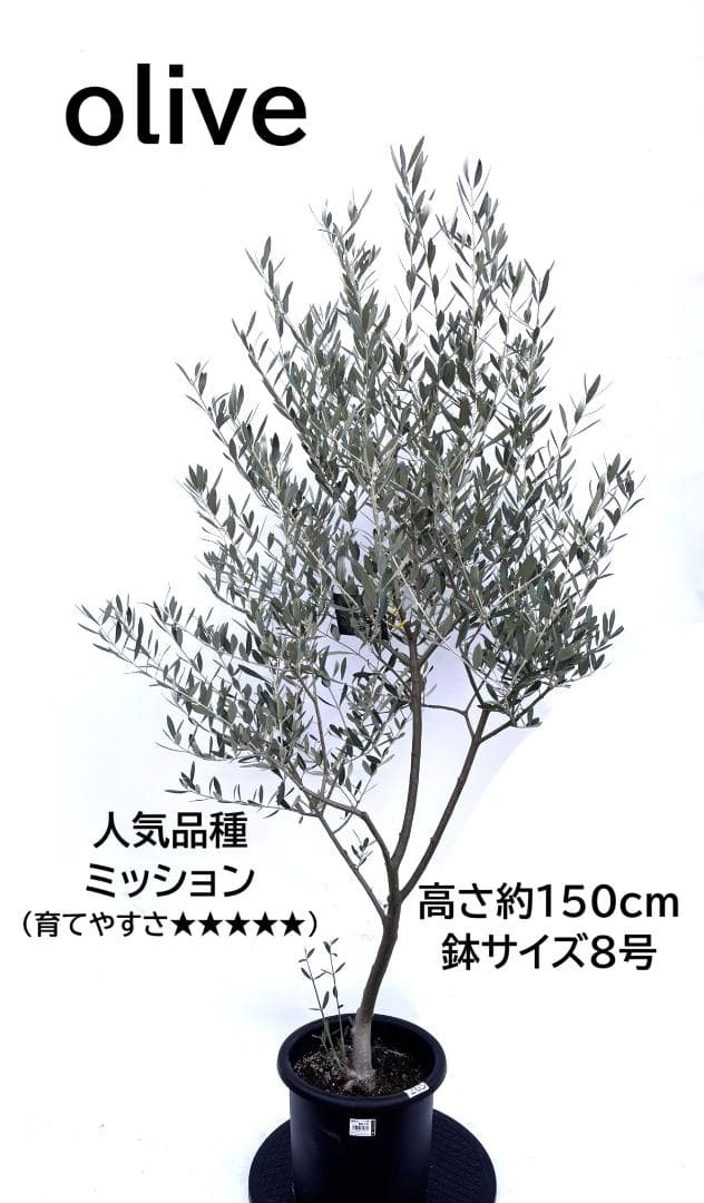 オリーブの木　ミッション　8号　約150cm　K-265　人気品種　現品掲載