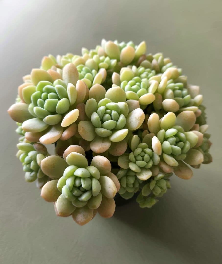 多肉植物♡メイプルハニー～超モリモリ～♡ぼのぼのさん苗♡ポットごと発送^^