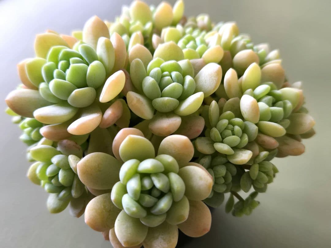 多肉植物♡メイプルハニー～超モリモリ～♡ぼのぼのさん苗♡ポットごと発送^^