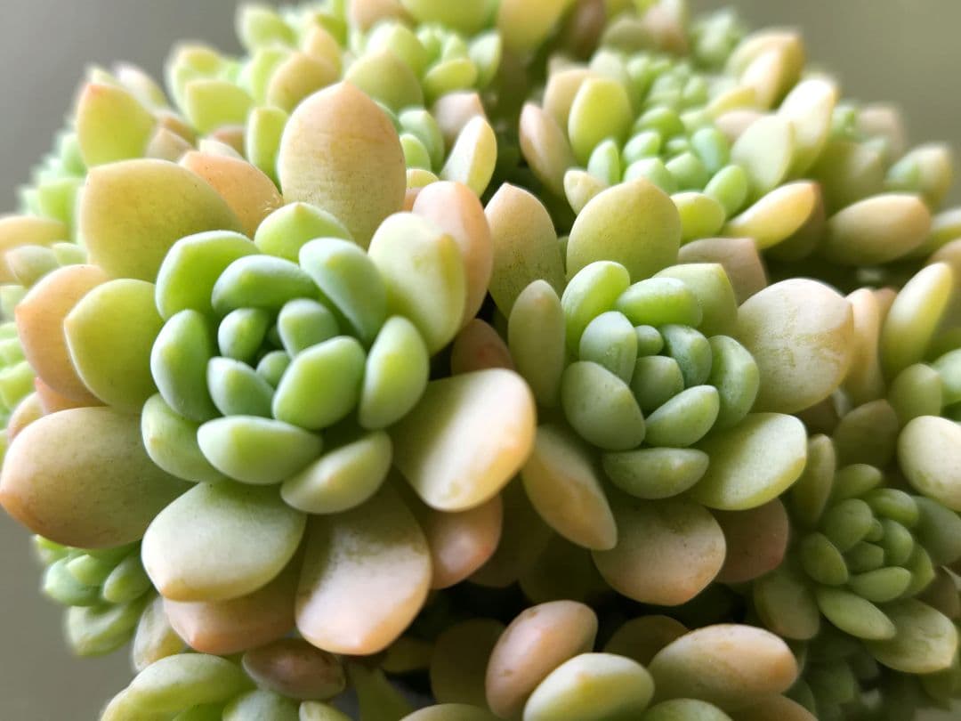 多肉植物♡メイプルハニー～超モリモリ～♡ぼのぼのさん苗♡ポットごと発送^^