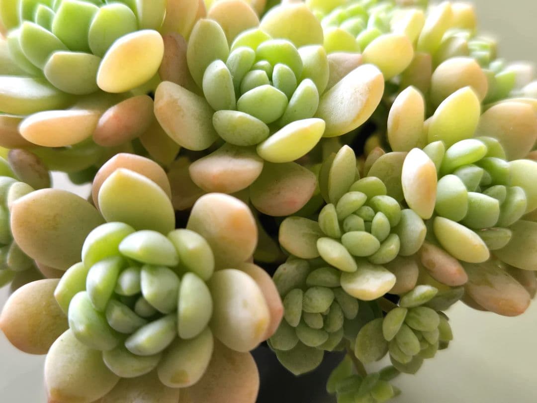 多肉植物♡メイプルハニー～超モリモリ～♡ぼのぼのさん苗♡ポットごと発送^^