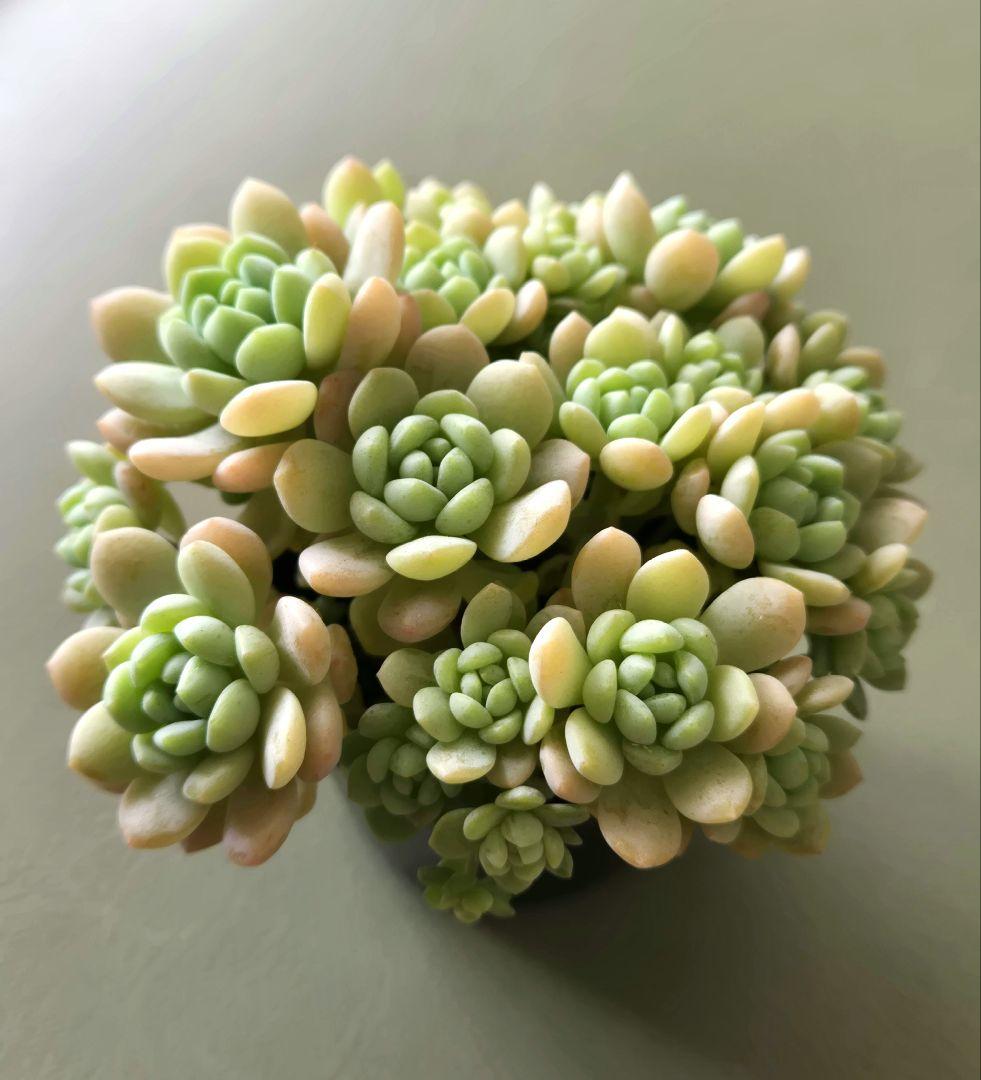 多肉植物♡メイプルハニー～超モリモリ～♡ぼのぼのさん苗♡ポットごと発送^^