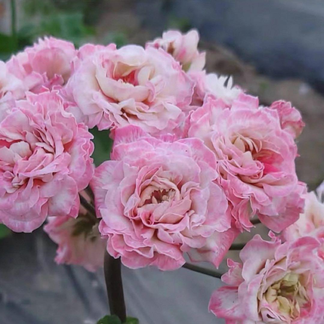 希少ゼラニウム　珍しいゼラニウム苗　レア品種ゼラニウム　Avon01