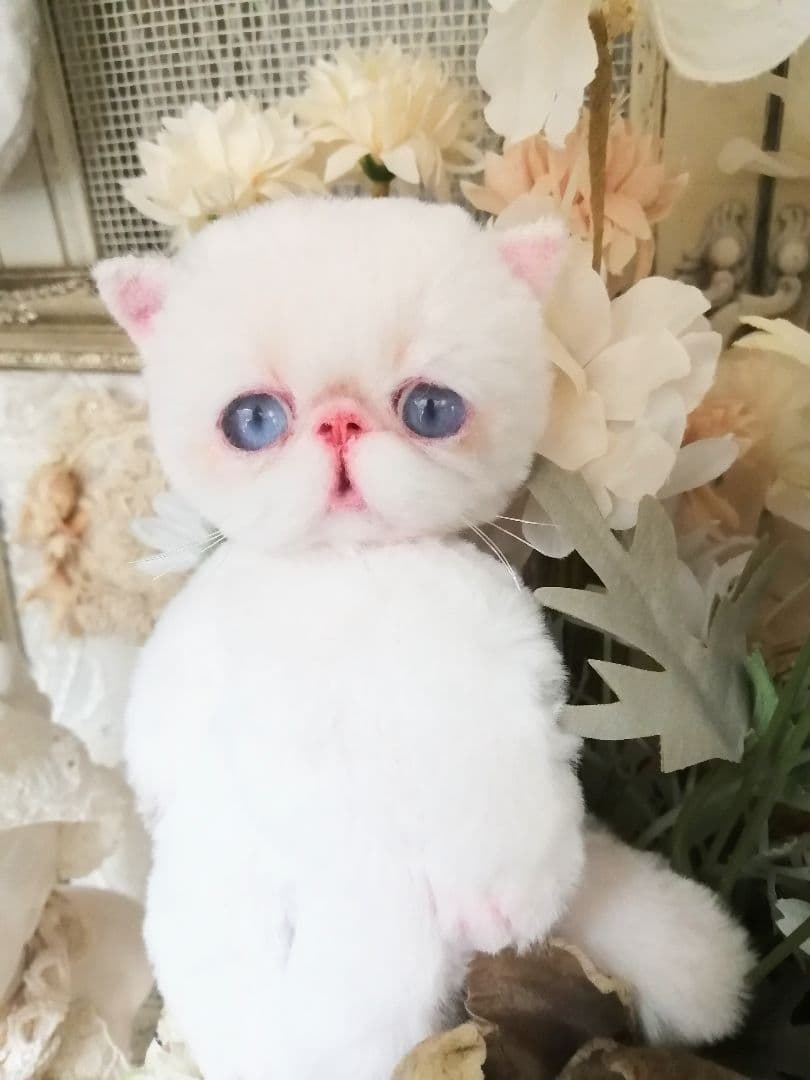 ポッケにゃん♡エキゾチック子猫ちゃん♡アートドール♡ぬいぐるみ♡ラビットファー調