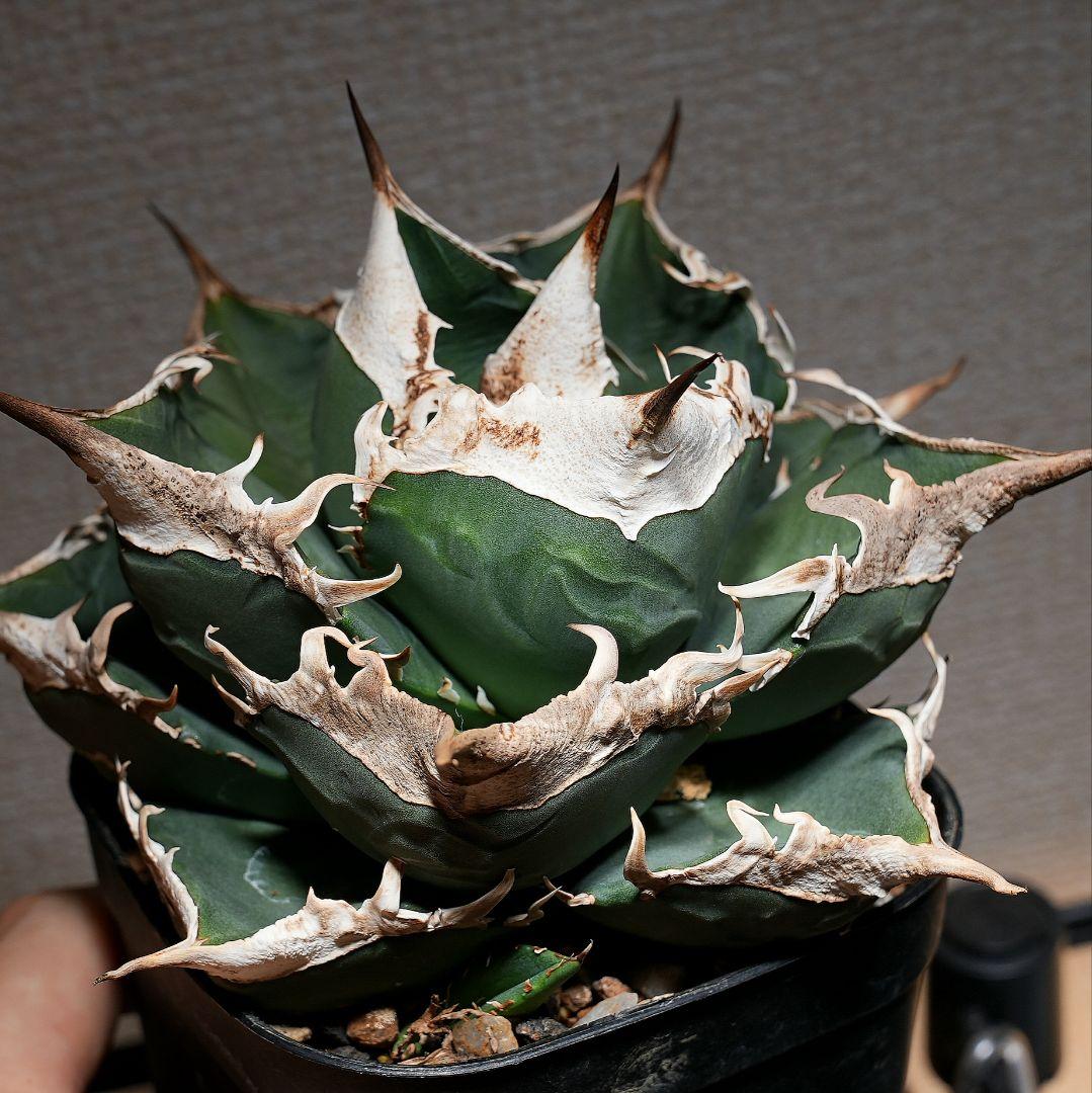 【親株】アガベ SAD 南アフリカダイヤモンド