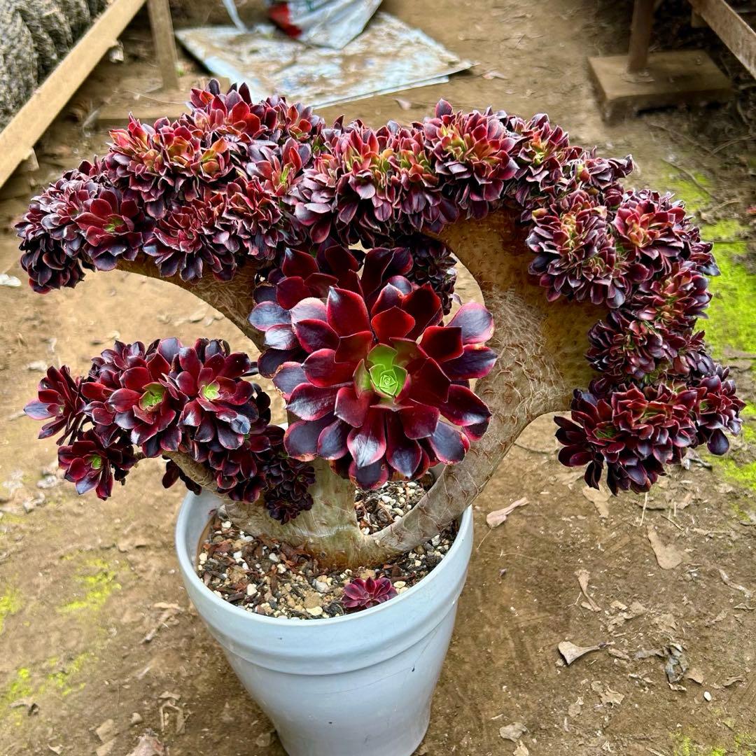 欧嘉麗綴化 多肉植物 アエオニウム 抜き苗　巨大株　超美苗　コレクション商品