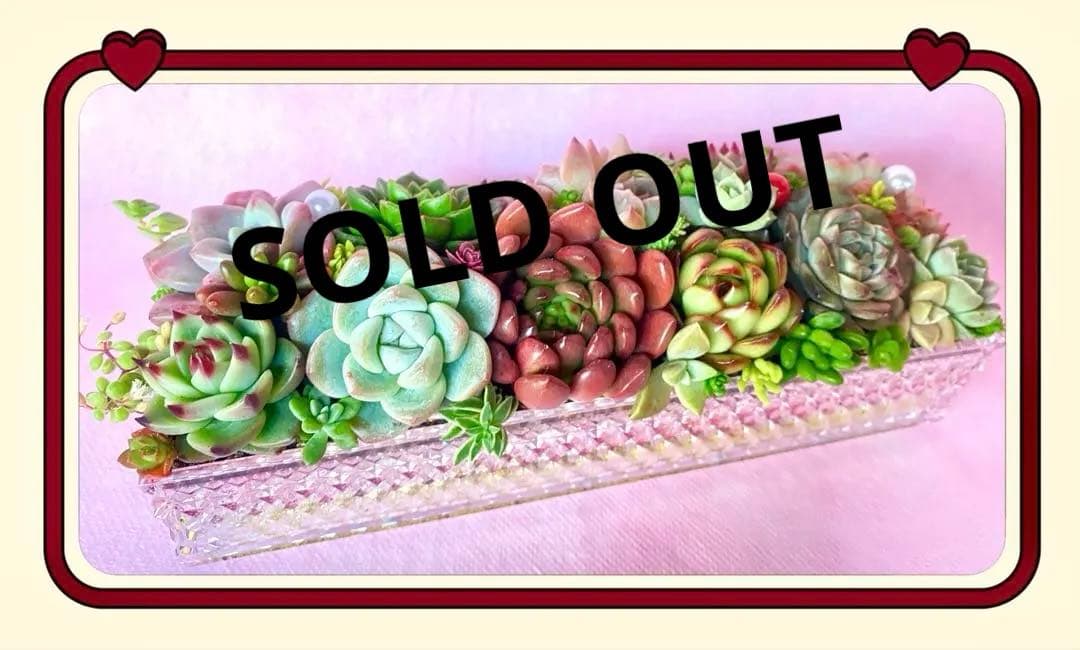 多肉寄せ植え✿多肉弁当✿そのまま飾れます