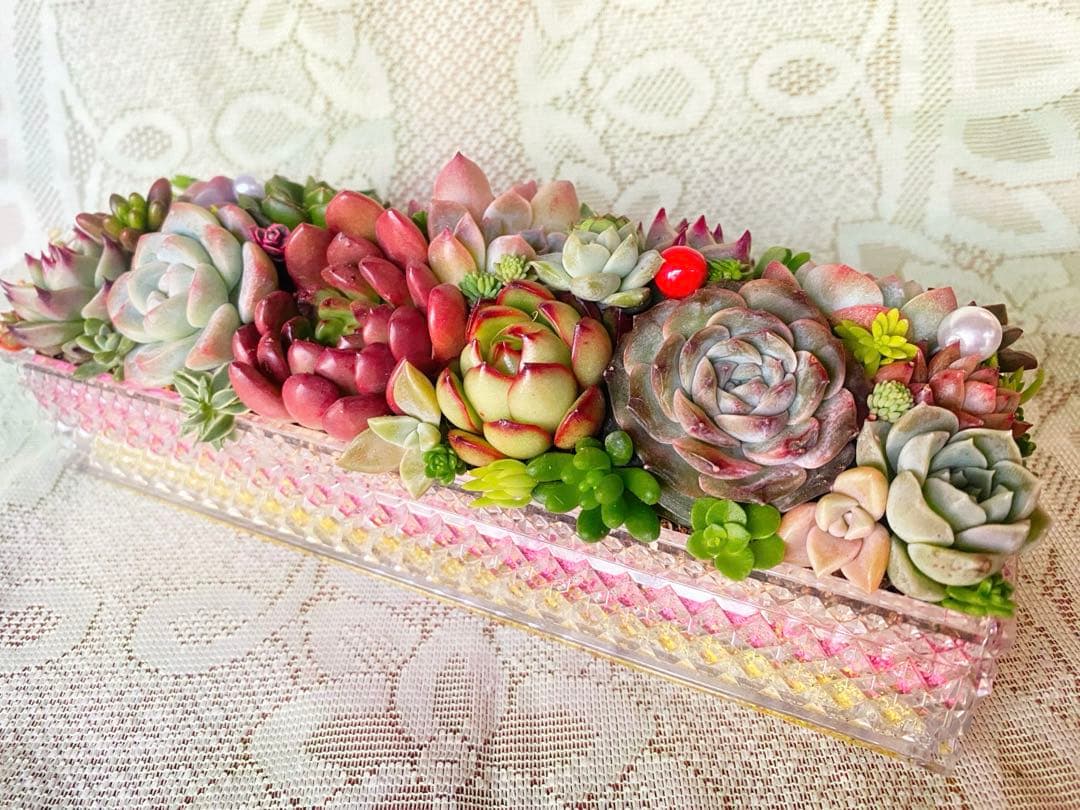 多肉寄せ植え✿多肉弁当✿そのまま飾れます