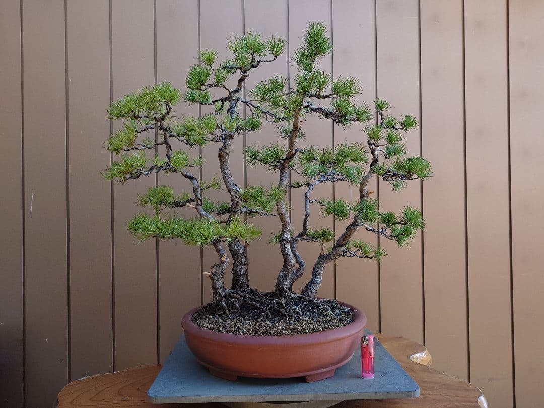 盆栽　五葉松　樹高60cm