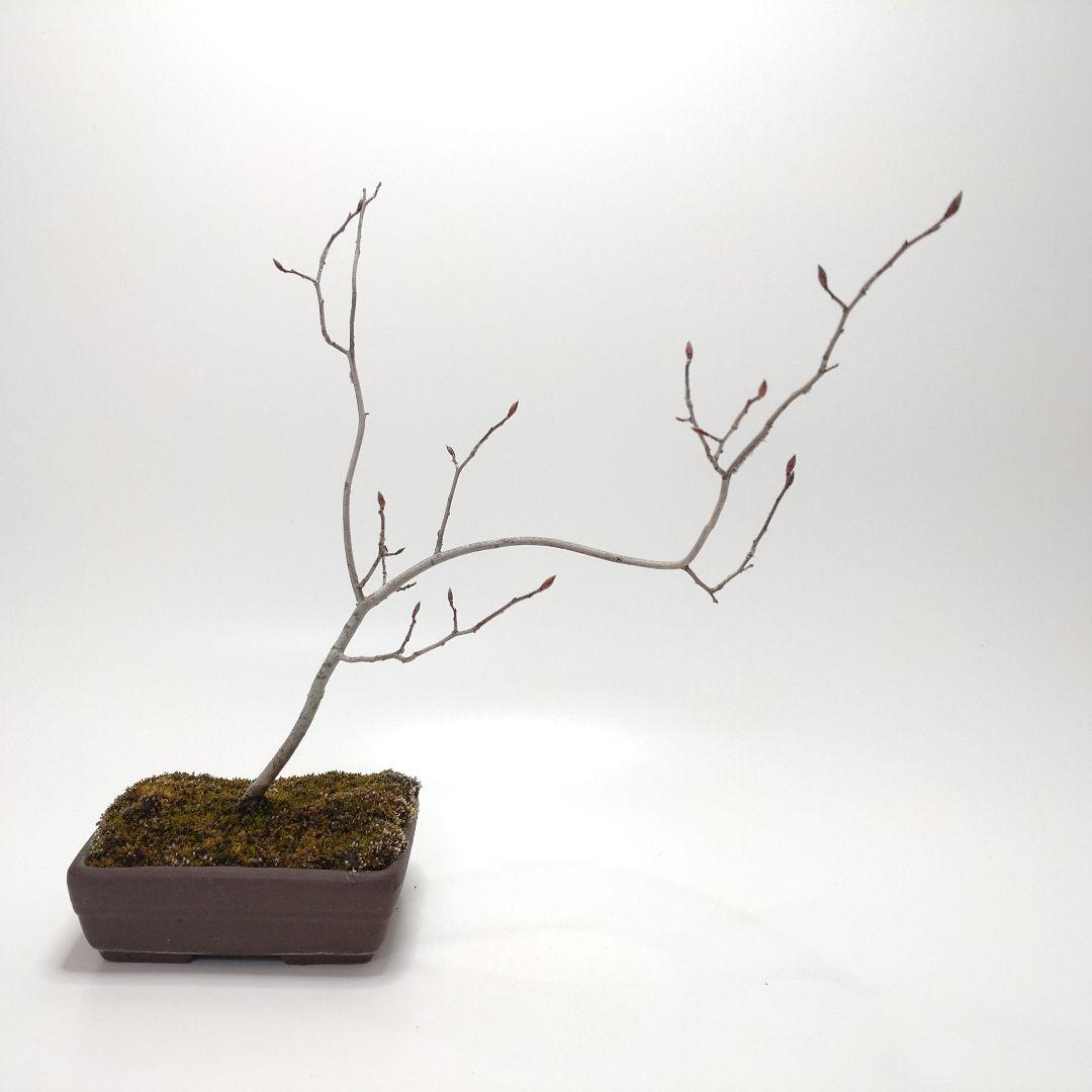 寒樹ヤマコウバシ盆栽 SS017