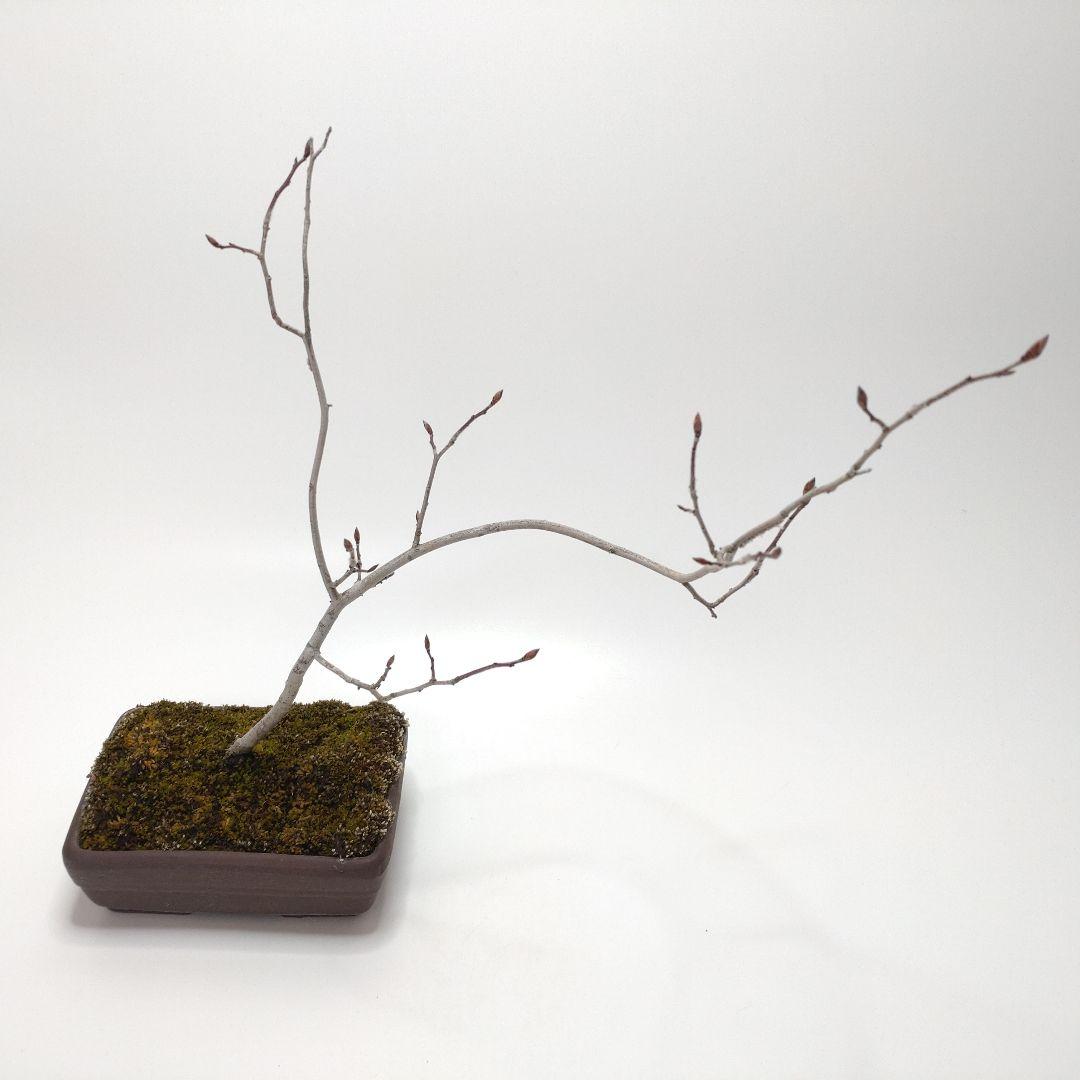 寒樹ヤマコウバシ盆栽 SS017