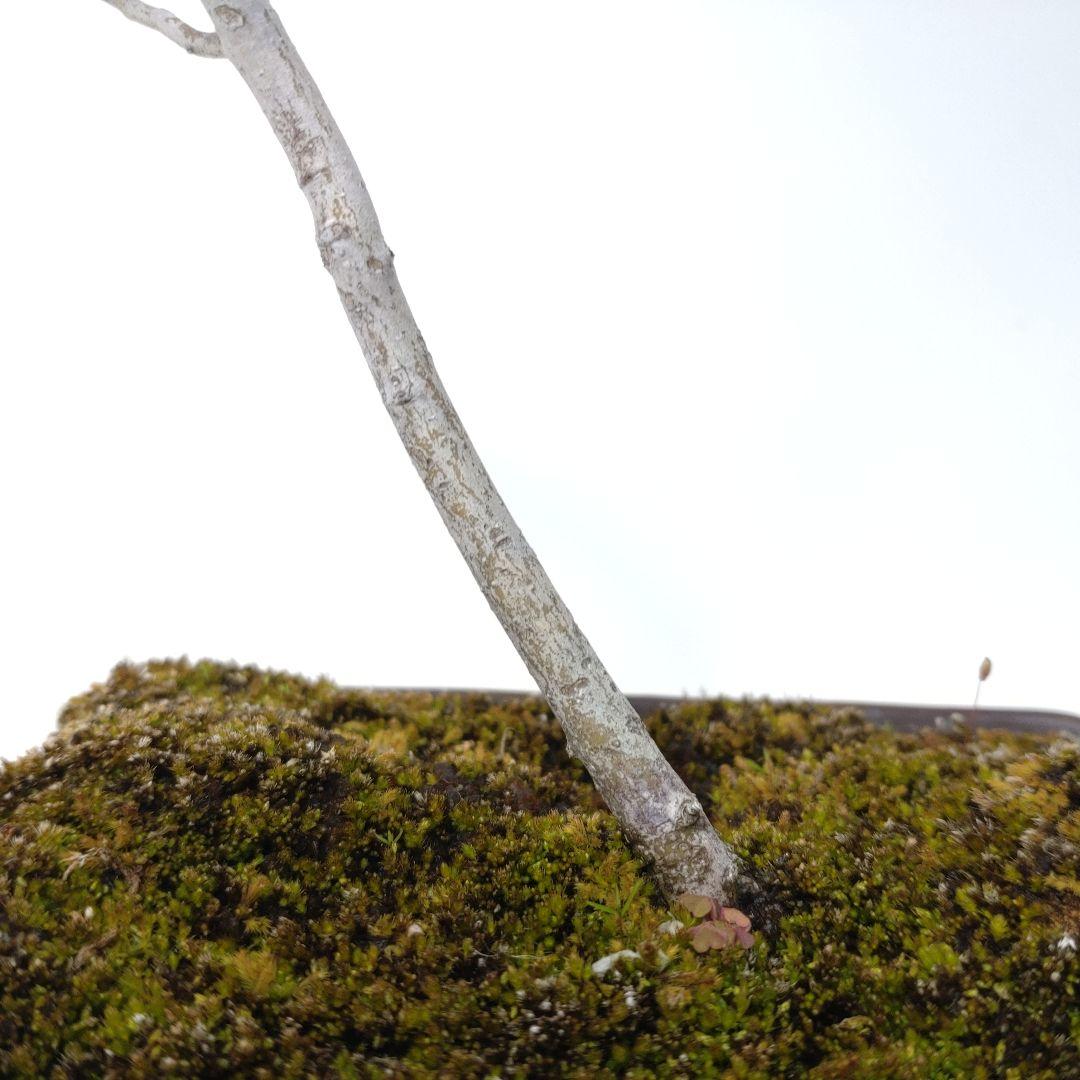 寒樹ヤマコウバシ盆栽 SS017