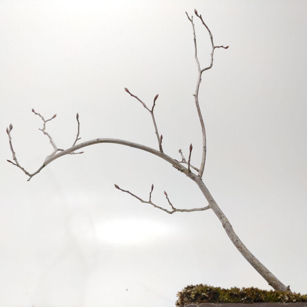 寒樹ヤマコウバシ盆栽 SS017