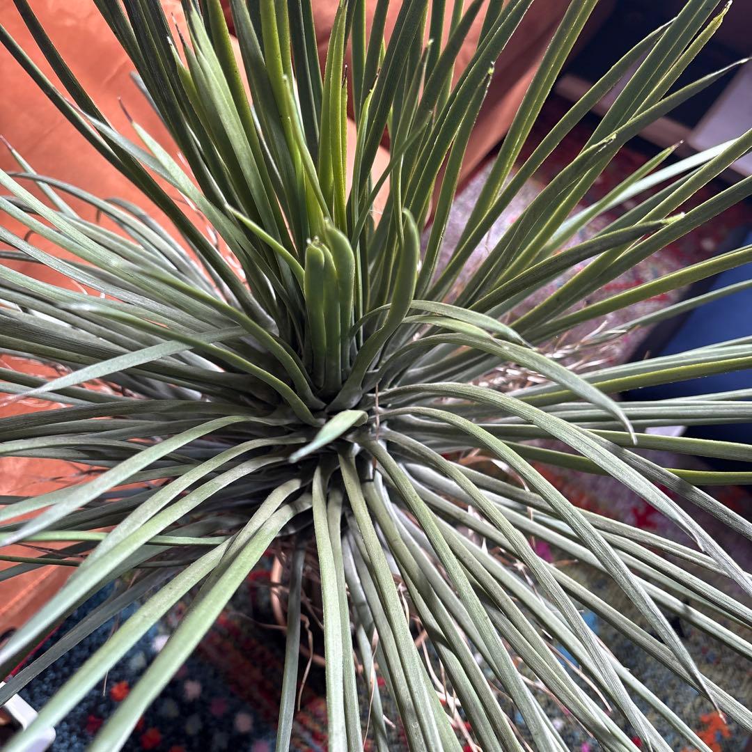 ユッカ ロストラータ フェイクグリーン