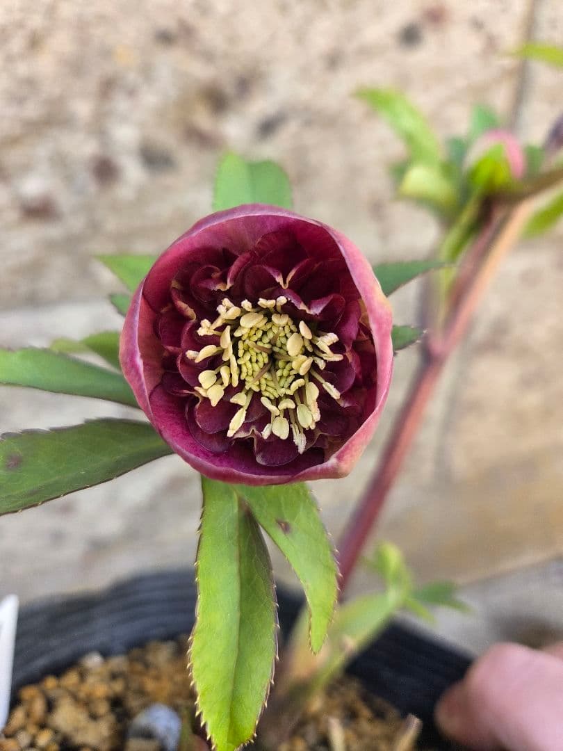 クリスマスローズ　アンティークモーリー