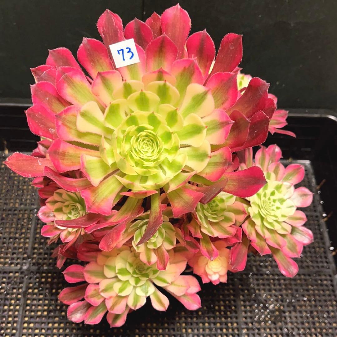 73#多肉植物❤️アエオニウム錦❤️ガーネット白斑錦❤️15頭22cm拔き苗