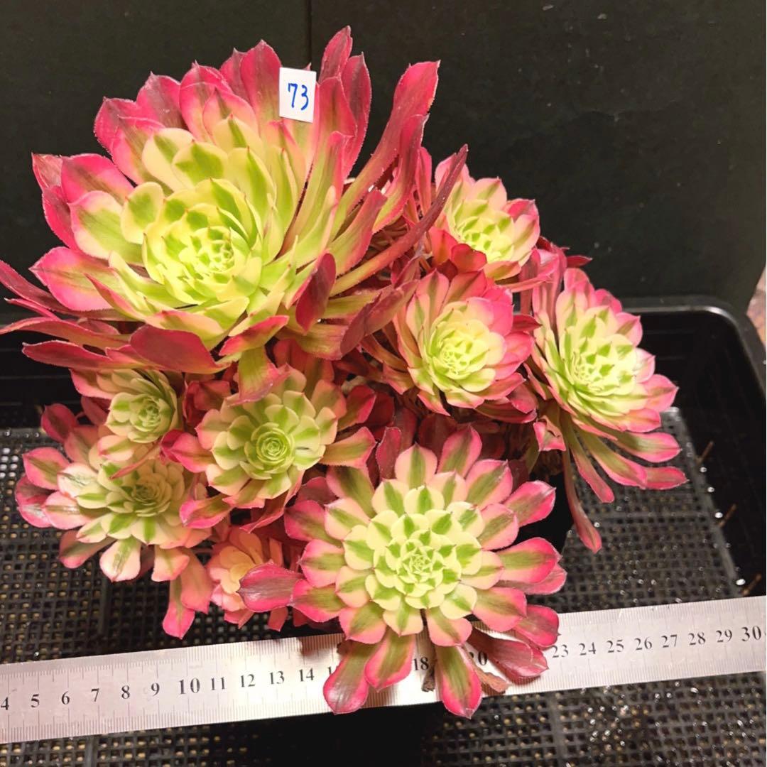 73#多肉植物❤️アエオニウム錦❤️ガーネット白斑錦❤️15頭22cm拔き苗