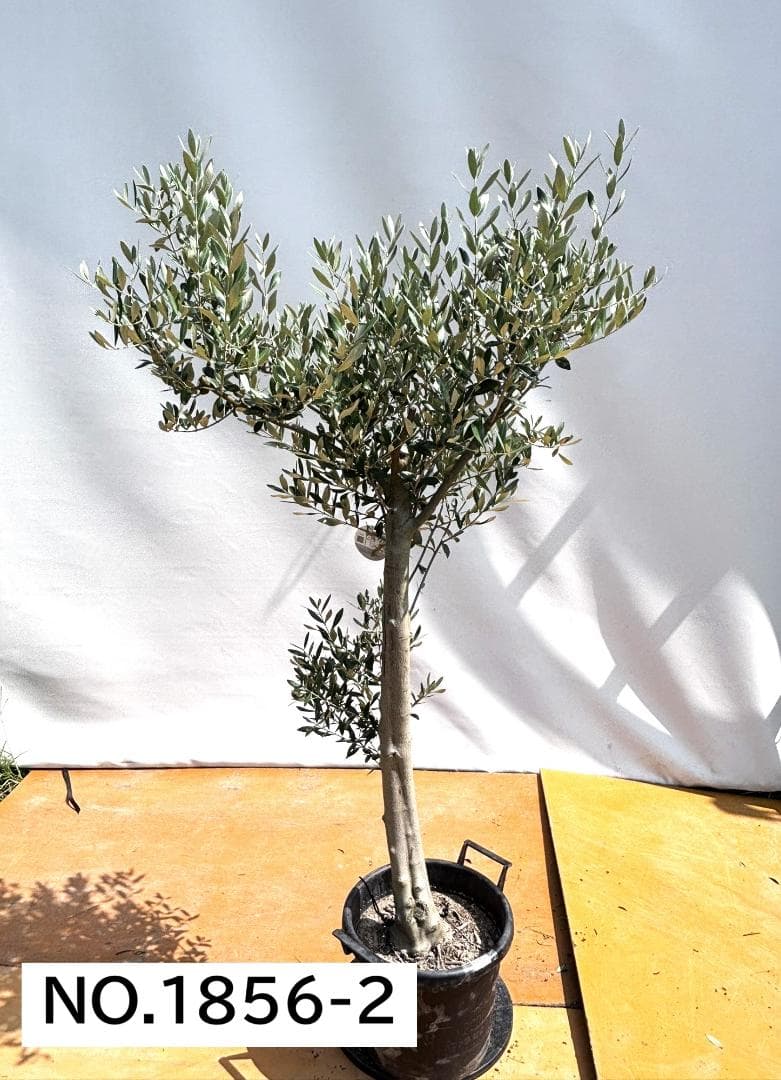 オリーブの木　ミッション　約180cm　NO.1856　大型　現品掲載　人気品種
