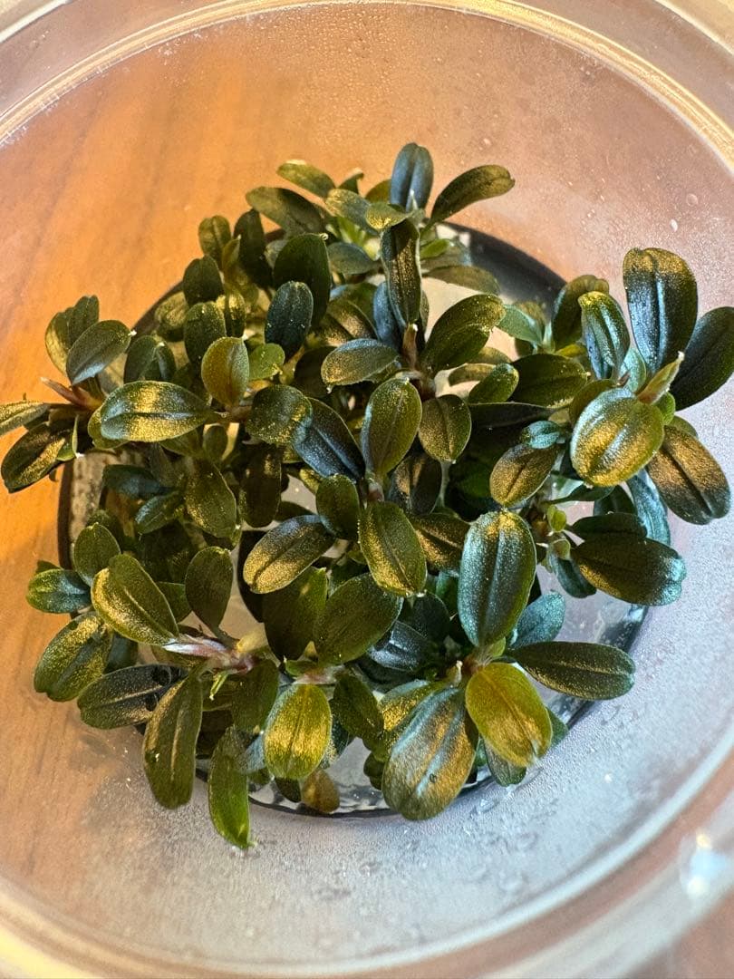 ブセファランドラsp.クダガンミニラウンドsp. kedagang 3株