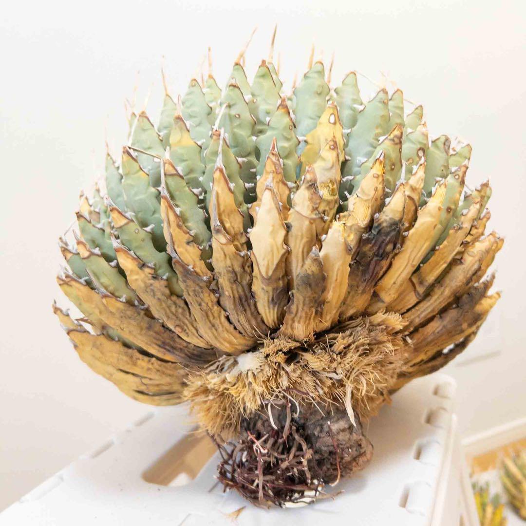 【目玉商品】 ユタエンシス エボリスピナ 現地株 ベアルート 陽炎 アガベ