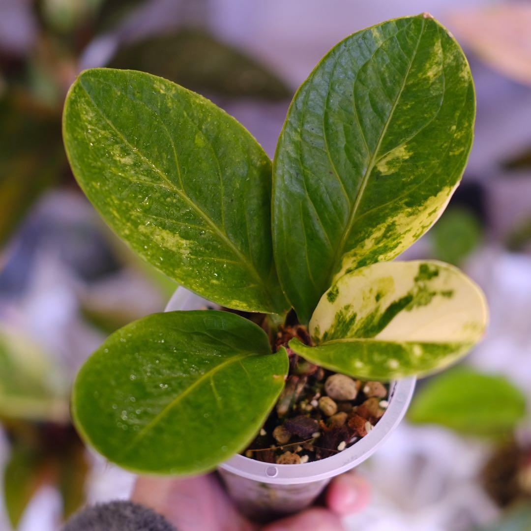 その他観葉植物 Anthurium Hookeri Sweeta Pink Polkadot