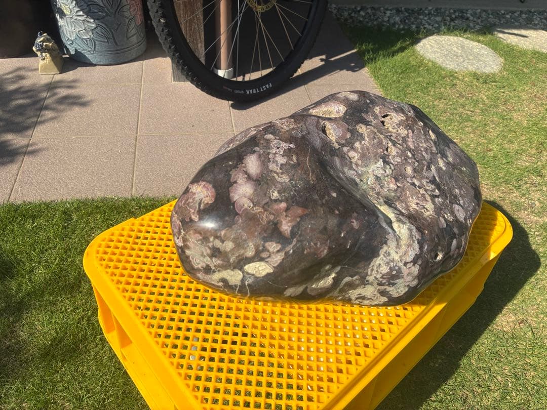 【梅花石】天然模様 大型観賞石 水石 コレクション インテリア