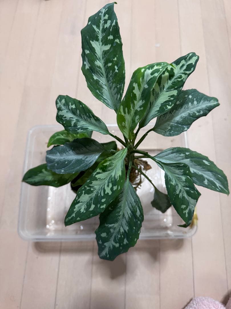 アグラオネマ　　フロスティ