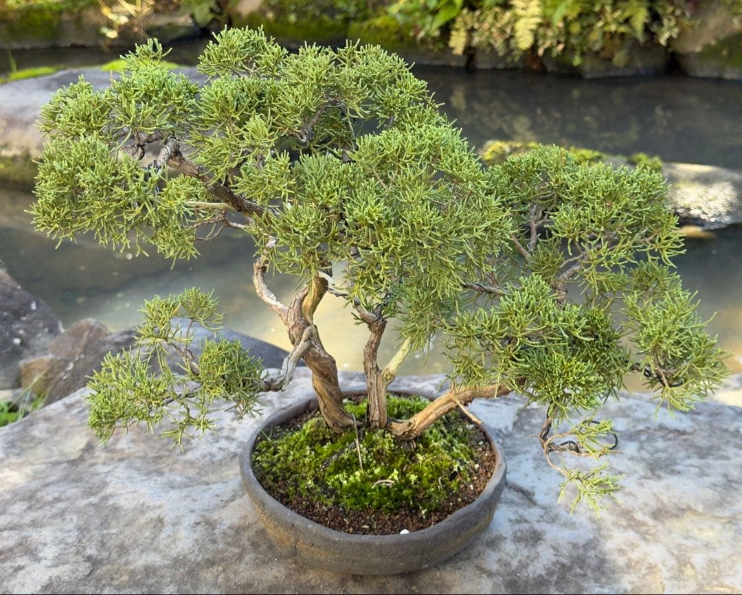 真柏 盆栽 樹形美 幹芸 自然美 鑑賞樹 苔付き 樹姿良好 小品盆栽 和風庭園