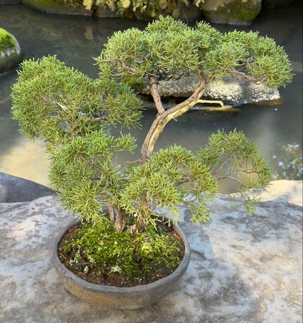 真柏 盆栽 樹形美 幹芸 自然美 鑑賞樹 苔付き 樹姿良好 小品盆栽 和風庭園