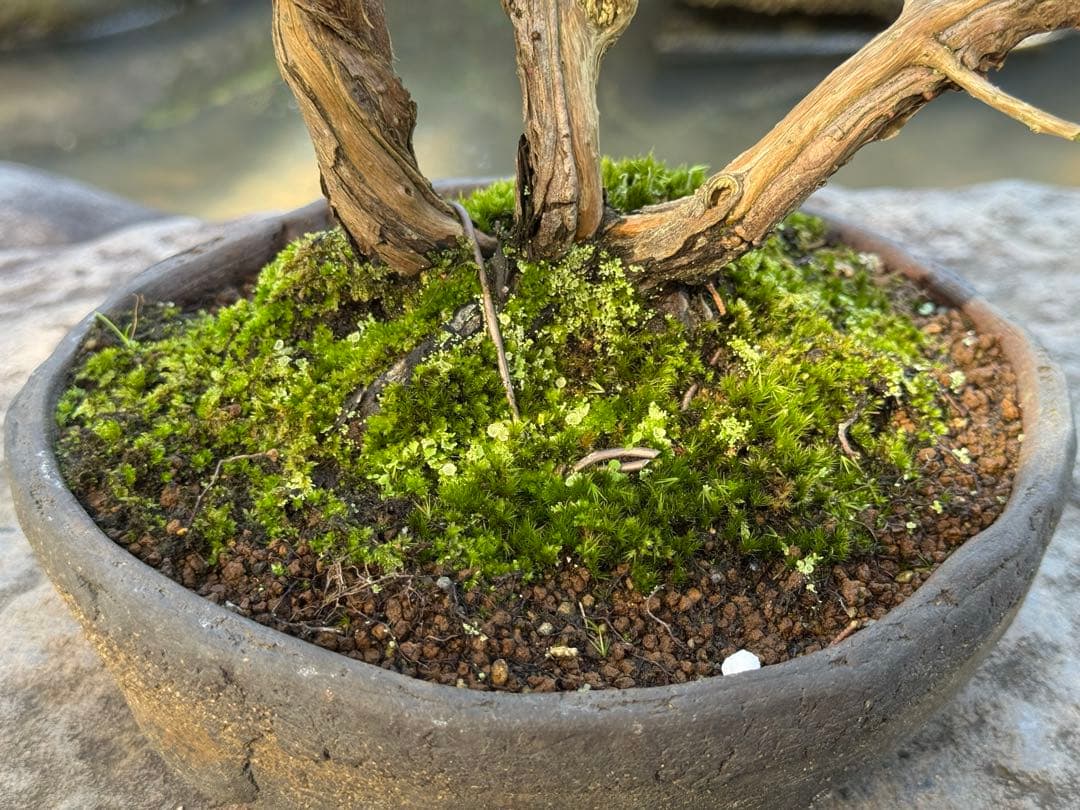 真柏 盆栽 樹形美 幹芸 自然美 鑑賞樹 苔付き 樹姿良好 小品盆栽 和風庭園