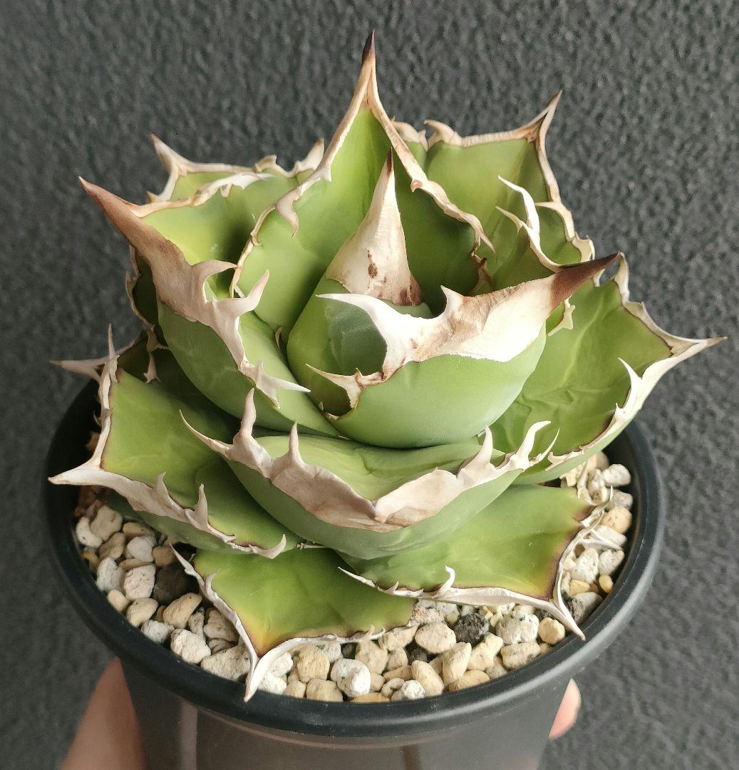 アガベ トリケラトプス 白犀牛