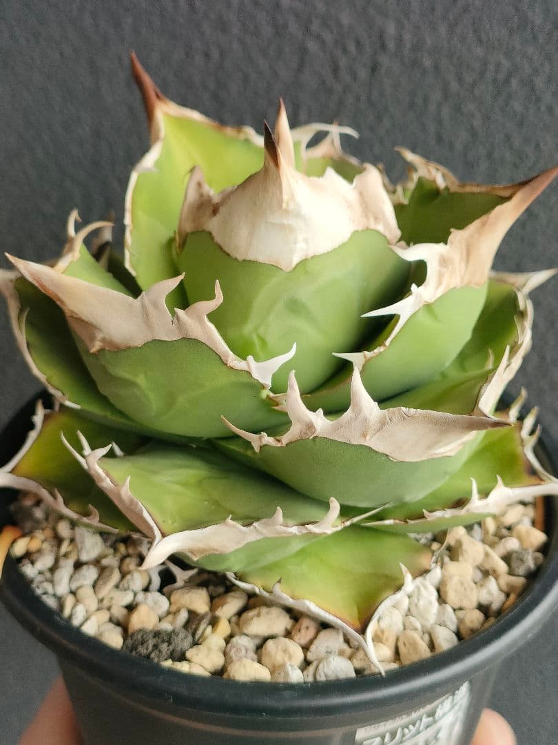 アガベ トリケラトプス 白犀牛