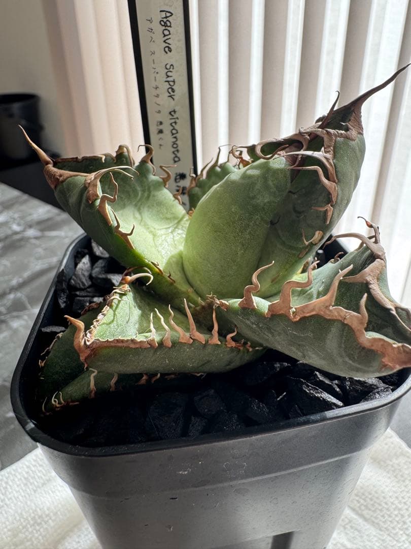 【期待株】アガベ　スーパーチタノタ　悪魔くん　BAKEMONO 子株