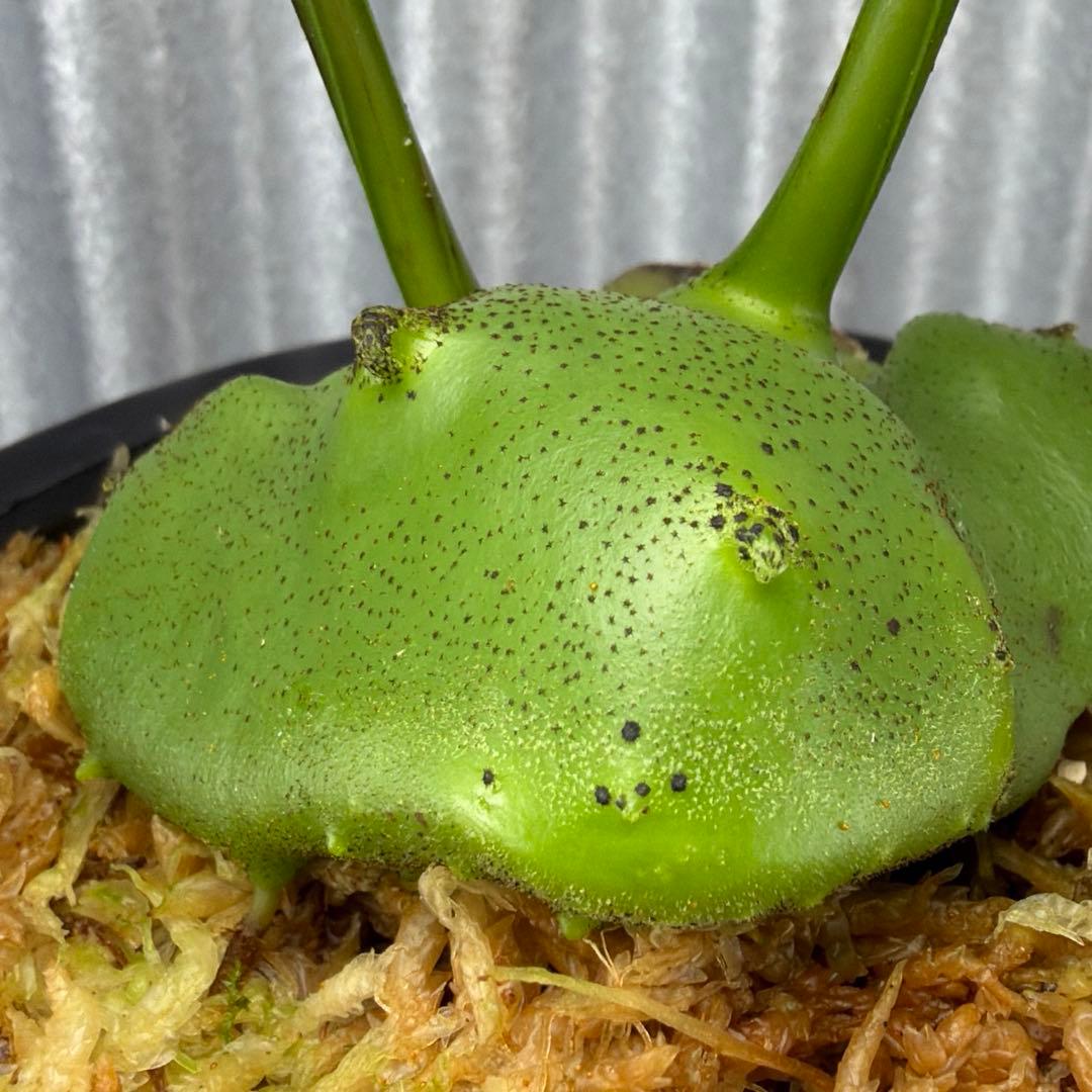 その他観葉植物 Lecanopteris KP9