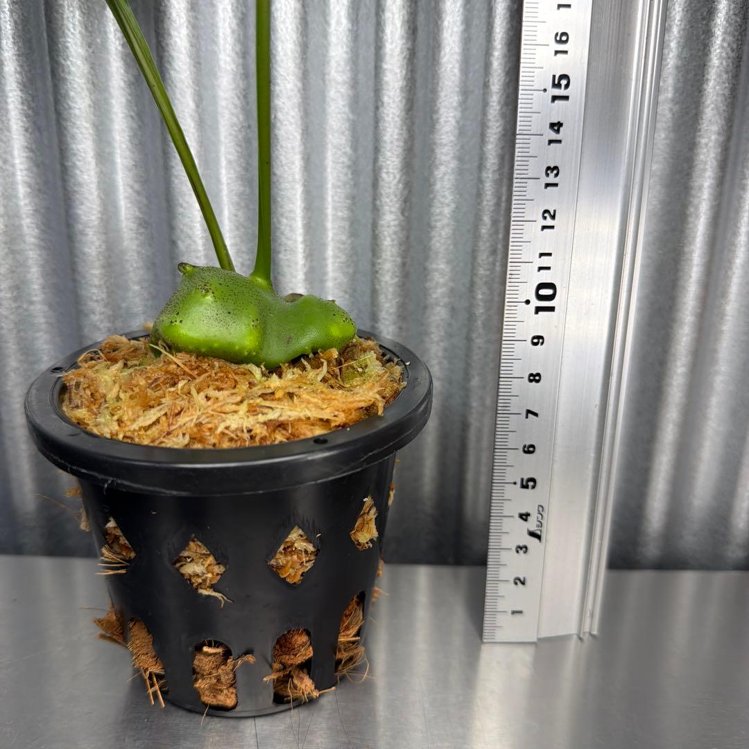 その他観葉植物 Lecanopteris KP9