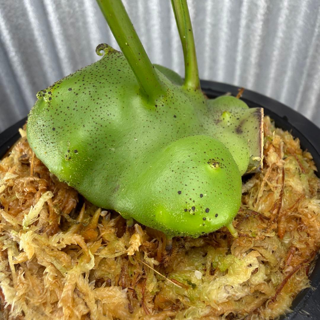 その他観葉植物 Lecanopteris KP9