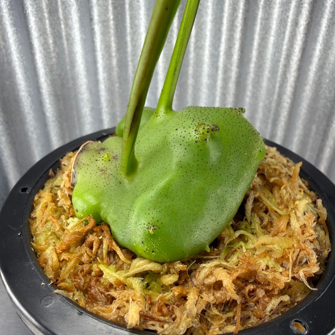 その他観葉植物 Lecanopteris KP9