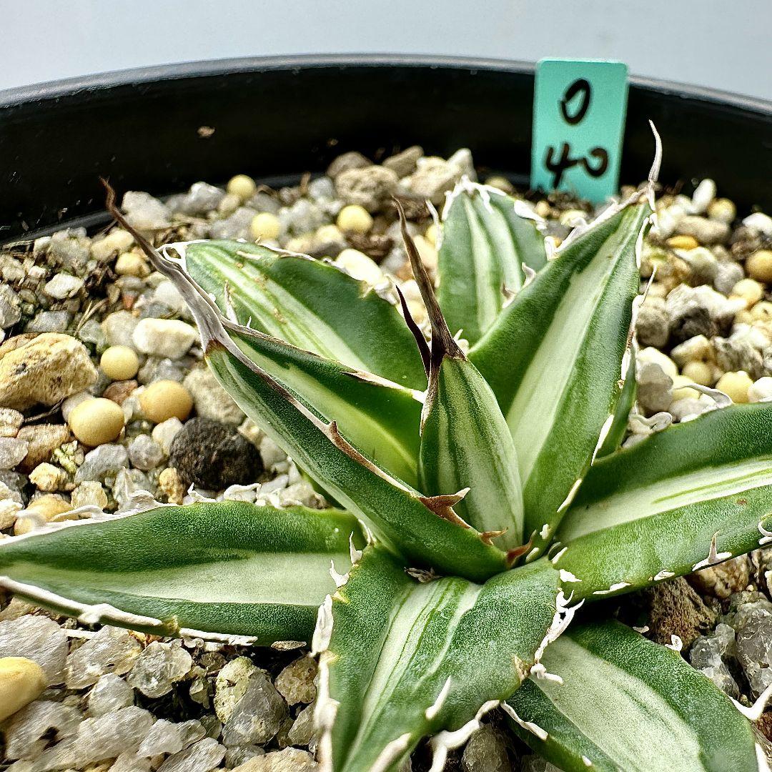 O40 多肉植物アガベ　ホリダ horrida  特殊錦 希少錦 鮮明錦 黄中斑