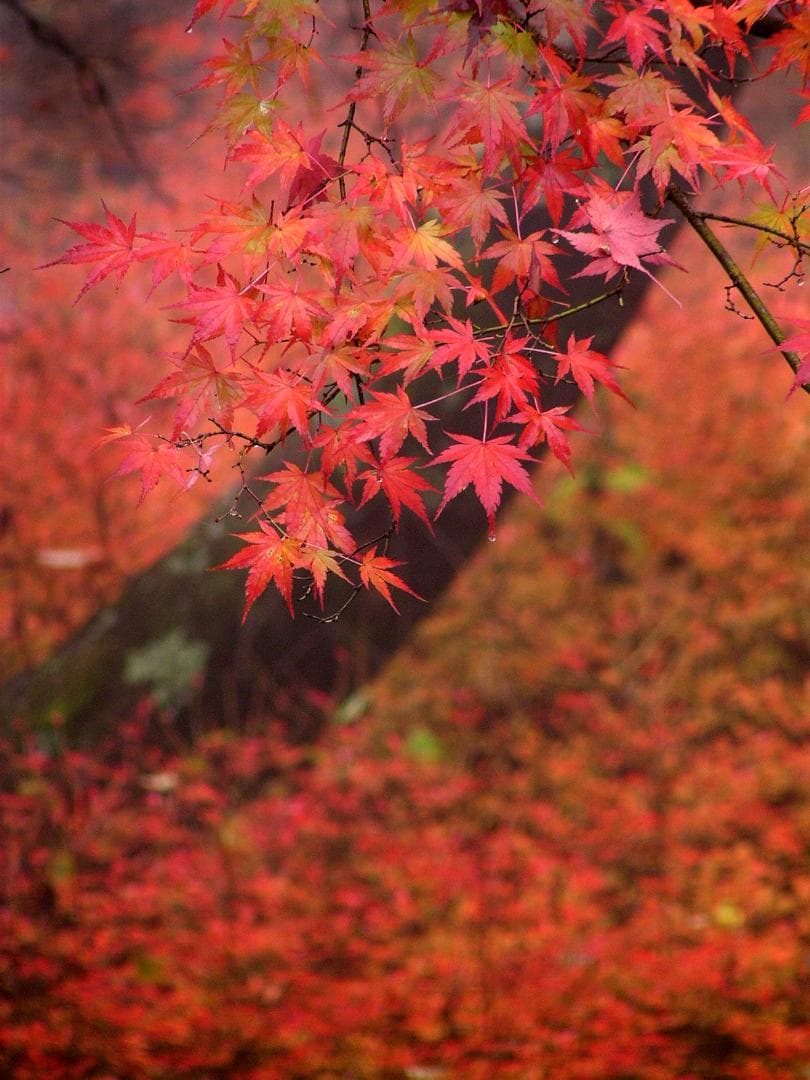 【伊那谷の写真】紅葉の写真（A3判約65cmX約50cm。オリジナルフォト）