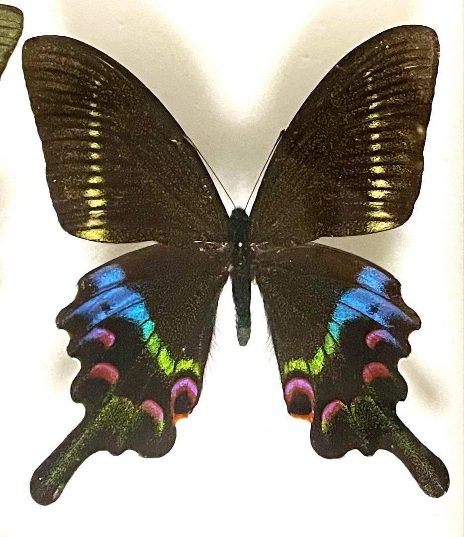 こ*ば様 蝶 蛾 標本 タカネクジャクアゲハ カラスアゲハ