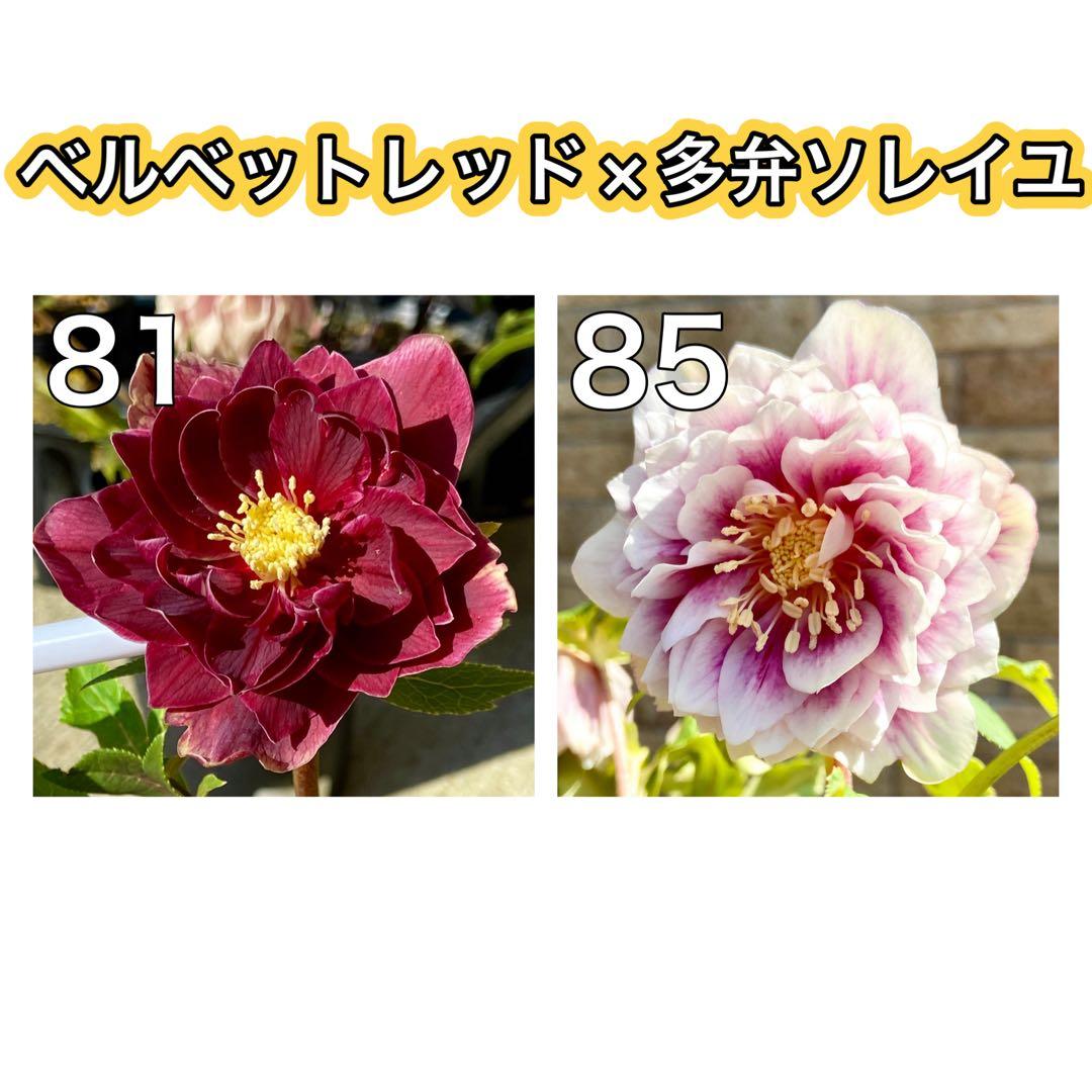ベルベットレッドオーレア×ソレイユ★クリスマスローズ苗