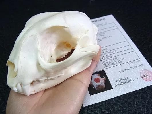 ★貴重！特大！　カラカル　頭骨 No.4　※登録票付