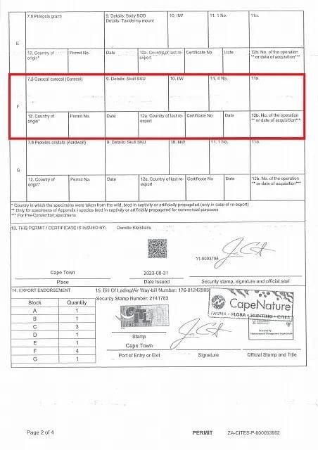 ★貴重！特大！　カラカル　頭骨 No.4　※登録票付