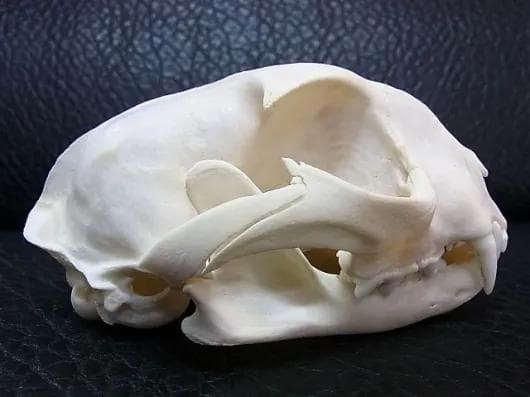 ★貴重！特大！　カラカル　頭骨 No.4　※登録票付