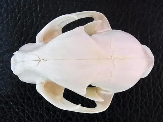 ★貴重！特大！　カラカル　頭骨 No.4　※登録票付