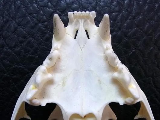 ★貴重！特大！　カラカル　頭骨 No.4　※登録票付