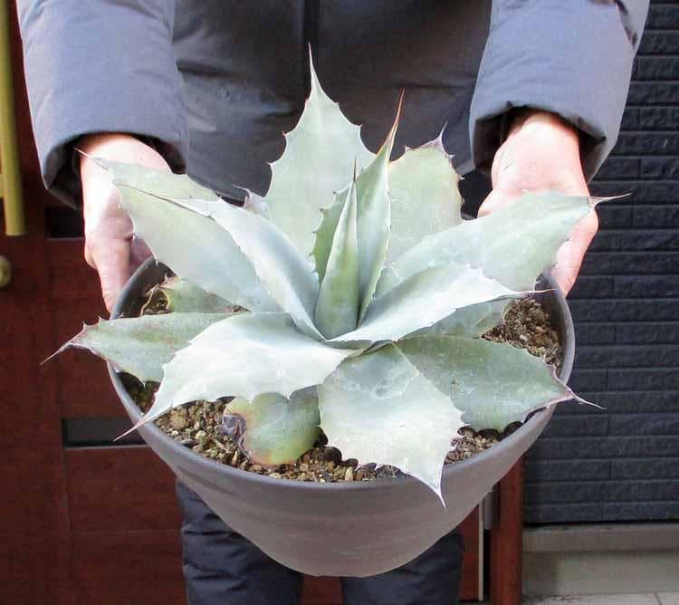 【現品】アガベ・オバティホリア（オバティフォリア）10号鉢　あ８番
