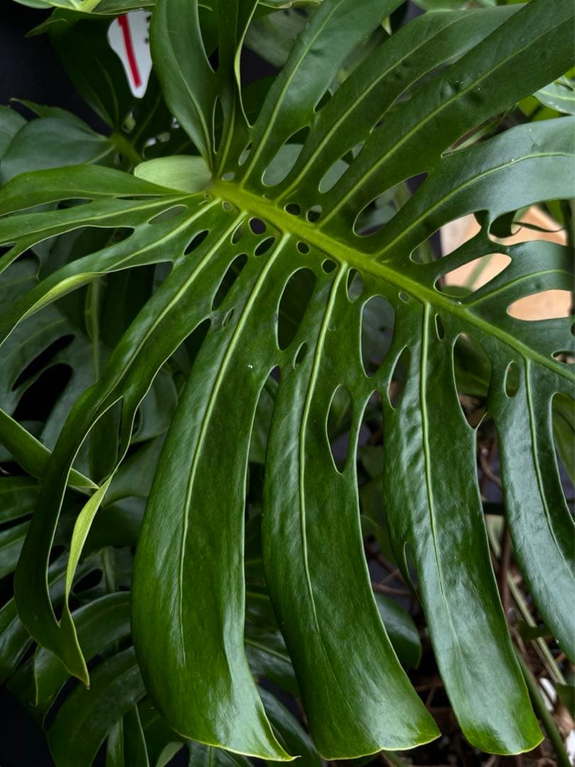 モンステラ　デリシオーサ　マクロコズム ( Macrocosm ) 特大