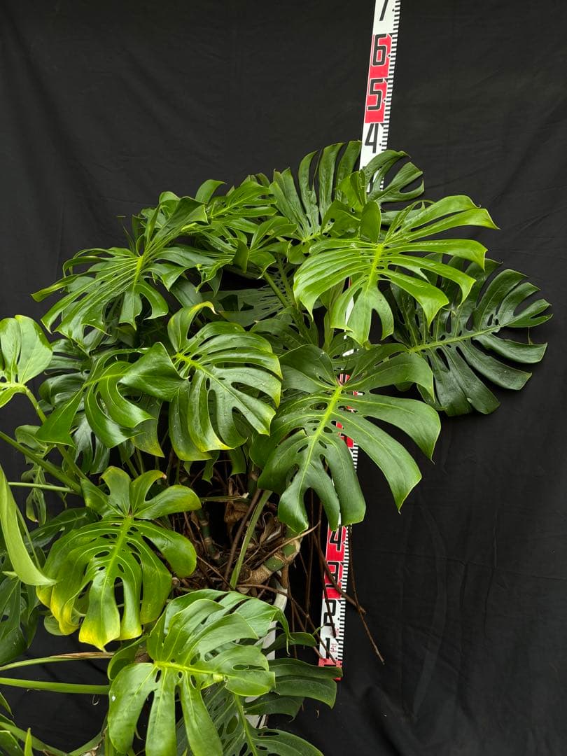 モンステラ　デリシオーサ　マクロコズム ( Macrocosm ) 特大